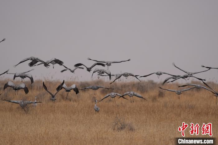 青海都蘭成群灰鶴匯集，場面壯觀