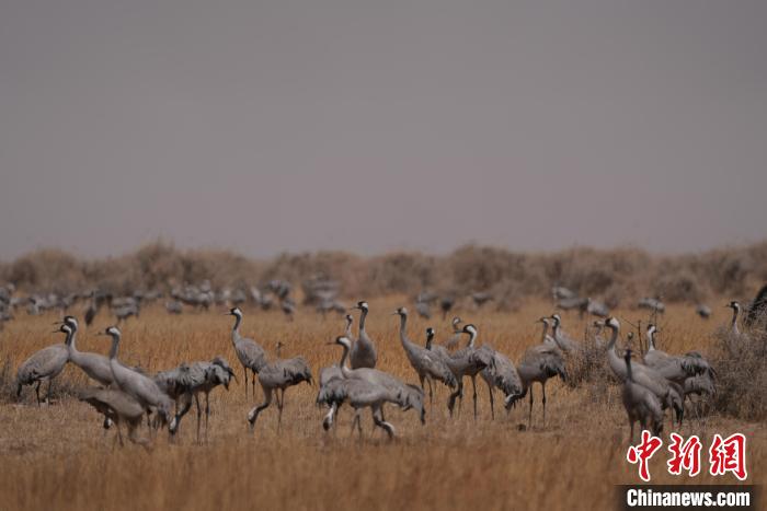 圖為灰鶴?！∠葘m 攝