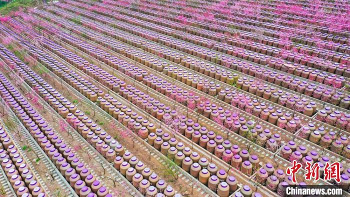 灼灼桃花惹人醉?！㈡?攝