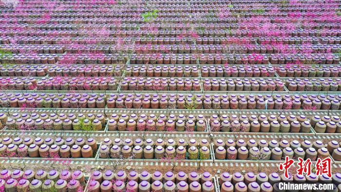 桃花和酒壇相映成趣?！㈡?攝