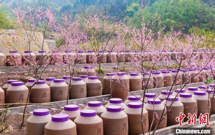 桃花和酒壇相映成趣?！∫足?攝