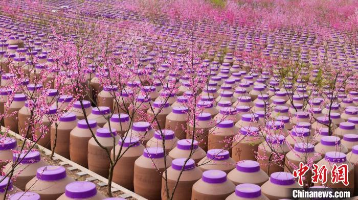 桃花和酒壇相映成趣?！∫足?攝