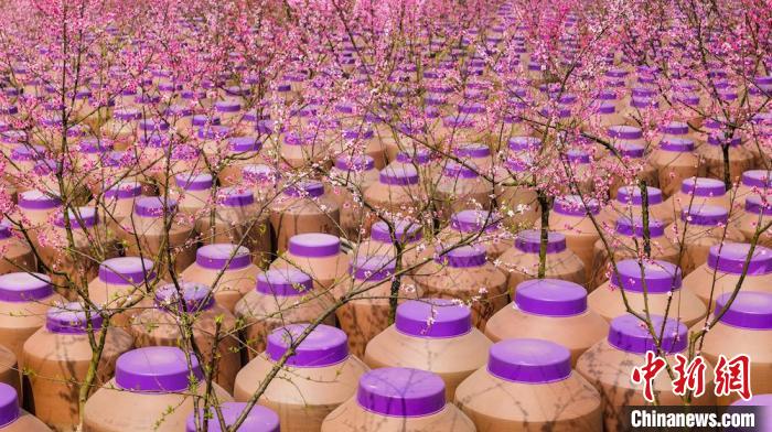 桃花和酒壇相映成趣?！∫足?攝