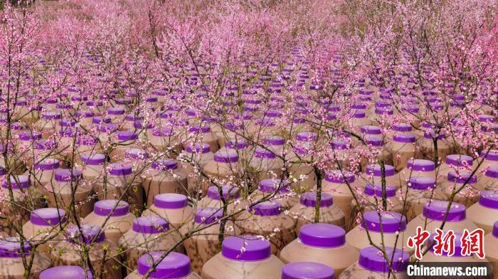 灼灼桃花惹人醉?！∫足?攝