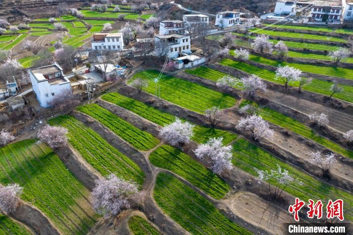白松鎮(zhèn)層層麥田綠意盎然，與桃林構(gòu)成一幅美麗的鄉(xiāng)村畫卷?！⒅铱?攝