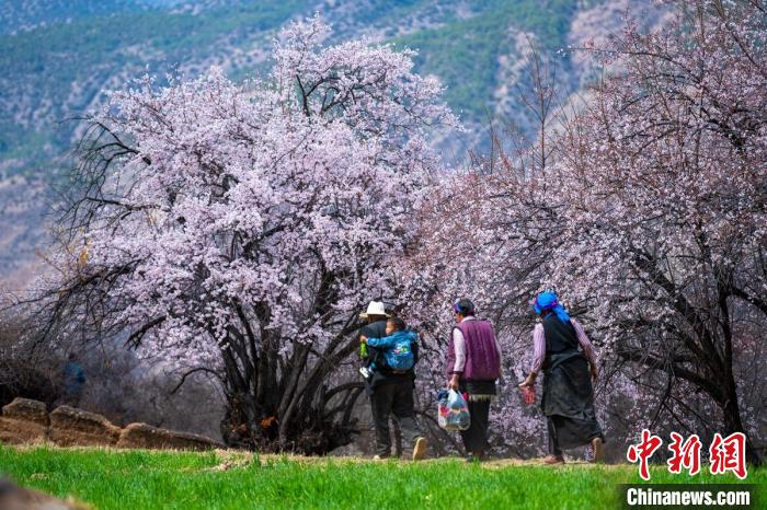 行走在麥田和桃樹下的白松鎮(zhèn)村民。　劉忠俊 攝