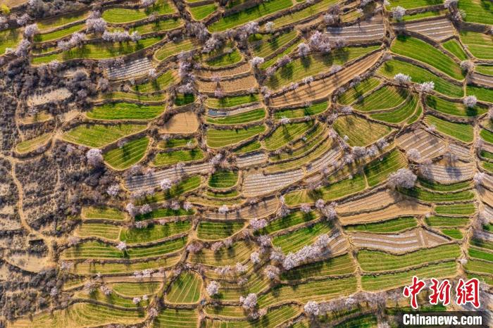 空中俯瞰得榮縣白松鎮(zhèn)的高山麥田和桃林?！⒅铱?攝