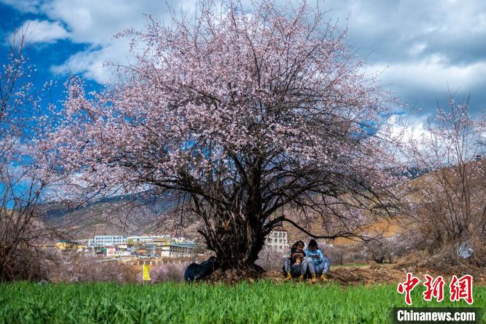 桃花樹下兩名女孩正在玩手機?！⒅铱?攝