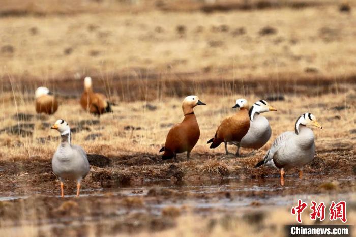 圖為斑頭雁和赤麻鴨。　包雷 攝