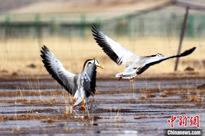 圖為斑頭雁嬉戲飛翔?！“?攝