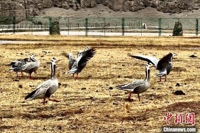 圖為斑頭雁?！“?攝