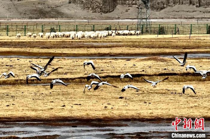 圖為斑頭雁在羊群邊飛翔?！“?攝