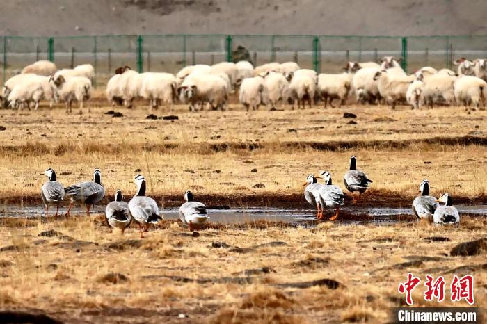 圖為羊群邊的成群斑頭雁。　包雷 攝