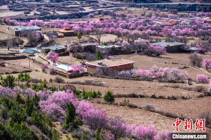 道孚麻灣村房前屋后的杏花繞村怒放?！『涡秀?攝