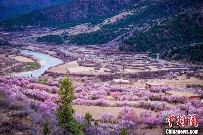 道孚縣麻灣村上千株盛開的杏花將鄉(xiāng)村裝點一新?！『涡秀?攝