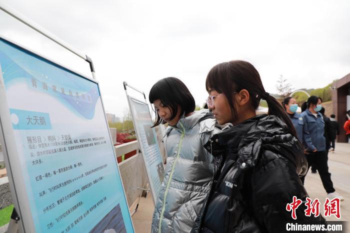 圖為學(xué)生通過(guò)展板了解青海常見鳥類?！●R銘言 攝