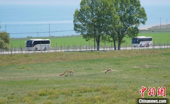 圖為成群普氏原羚在草場(chǎng)上愜意覓食，悠閑自在?！●R銘言 攝