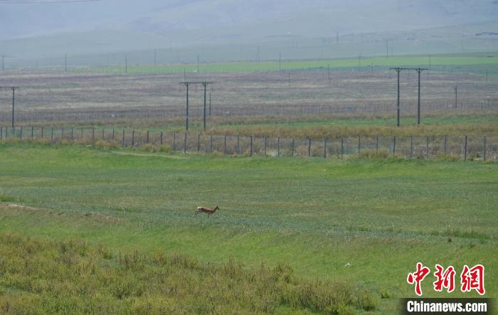 圖為一只普氏原羚在草場(chǎng)上奔跑?！●R銘言 攝