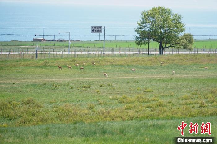 圖為成群普氏原羚在草場(chǎng)上愜意覓食，悠閑自在?！●R銘言 攝