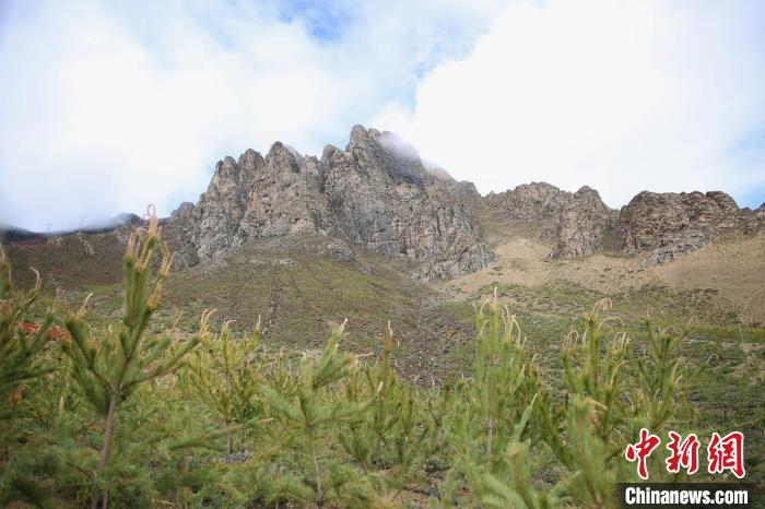 圖為拉薩南北山綠化工程拉薩曲水縣才納村5號片區(qū)?！∝暣_ 攝