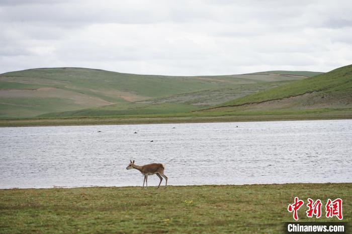 圖為藏原羚在扎陵湖岸畔悠閑漫步。　馬銘言 攝
