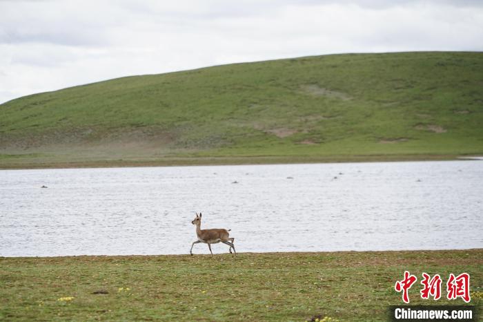 圖為藏原羚在扎陵湖岸畔悠閑漫步?！●R銘言 攝