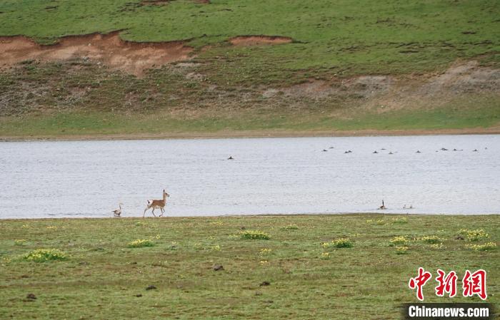 圖為藏原羚在扎陵湖岸畔悠閑漫步?！●R銘言 攝