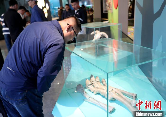 圖為臺商在祁連山國家公園生態(tài)科普館內(nèi)觀看標(biāo)本?！⊙Φ?攝