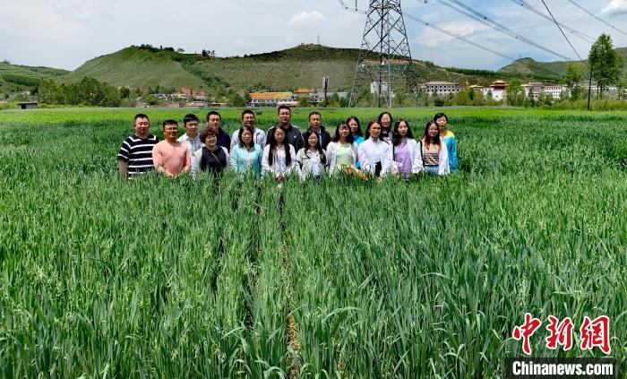 青海：“青燕2號(hào)”燕麥、“環(huán)湖”老芒麥等通過(guò)國(guó)家級(jí)審定