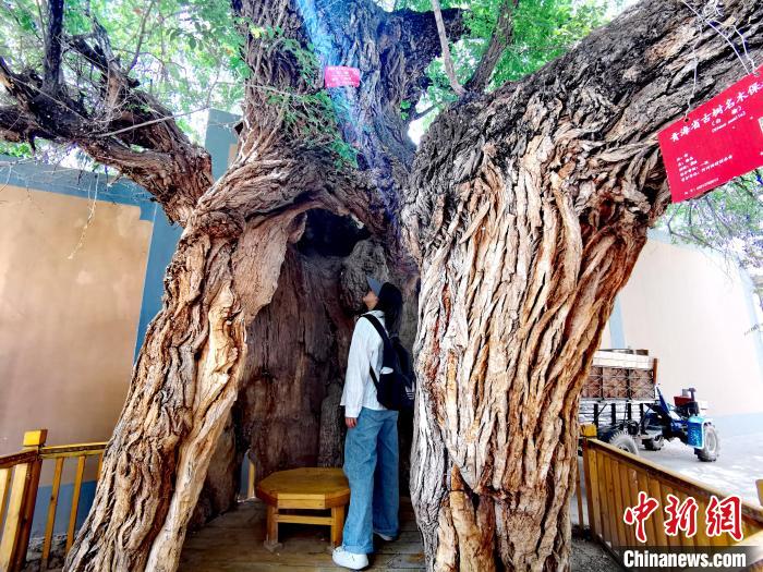 青海海東市阿河灘地質(zhì)文化村：古樹新枝、丹山碧水