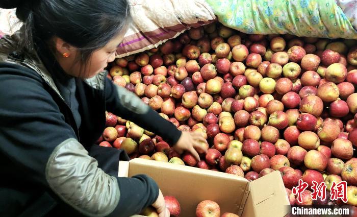 圖為通麥村村民巴桑拉姆精心挑選蘋果進(jìn)行裝箱?！∝暽＠?攝