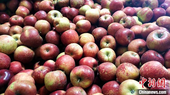 圖為通麥村村民巴桑拉姆家待裝箱的蘋果?！∝暽＠?攝