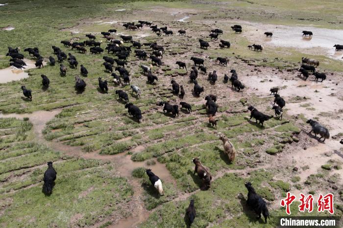 近年來，那曲市班戈縣推行村級牧業(yè)經濟合作社，牧民們將牛羊及草場作為股份加入合作社，部分牧民開始從事旅游服務、服裝加工及運輸?shù)刃袠I(yè)，收入逐年提高。圖為8月3日，班戈縣的牦牛群在一片草原濕地中覓食(資料圖)?！〗w波 攝
