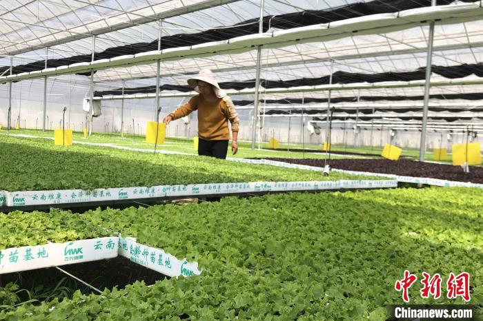 圖為會澤現(xiàn)代化農(nóng)業(yè)產(chǎn)業(yè)扶貧基地內(nèi)，貧困戶成為了產(chǎn)業(yè)工人。　繆超 攝