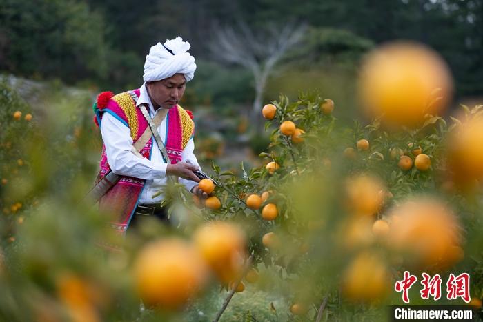 1月29日，京都村村民在柑橘園中采摘柑橘。<a target='_blank' ><p  align=