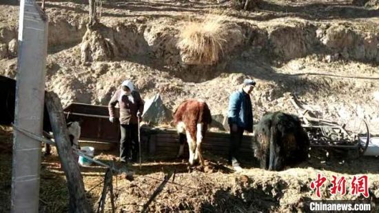 圖為孔繁福夫妻正在收拾牛圈?！±铍h　攝