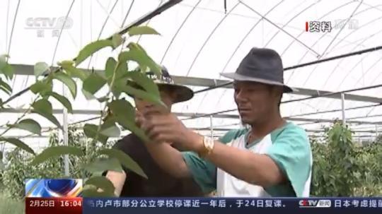 種蘑菇、養(yǎng)駱駝...。。特色產(chǎn)業(yè)助力鄉(xiāng)村振興走新路