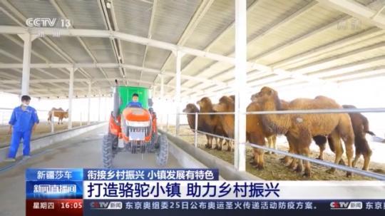 種蘑菇、養(yǎng)駱駝...。。特色產(chǎn)業(yè)助力鄉(xiāng)村振興走新路