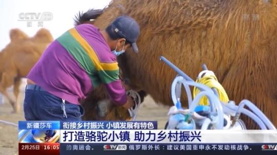 種蘑菇、養(yǎng)駱駝...。。特色產(chǎn)業(yè)助力鄉(xiāng)村振興走新路