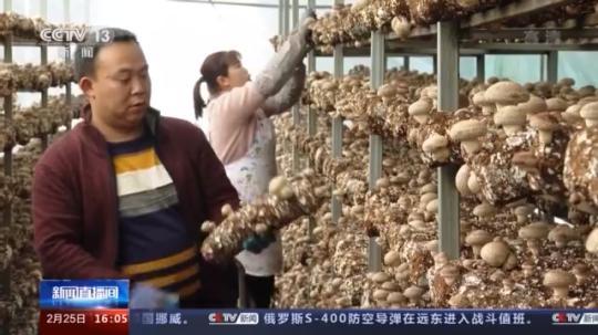 種蘑菇、養(yǎng)駱駝...。。特色產(chǎn)業(yè)助力鄉(xiāng)村振興走新路