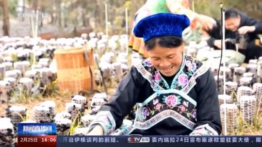 種蘑菇、養(yǎng)駱駝...。。特色產(chǎn)業(yè)助力鄉(xiāng)村振興走新路