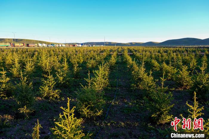 圖為科技團隊在海拔4500米的西藏那曲種出“小森林”，其中超過7成成功越過5個冬天?！〗w波 攝