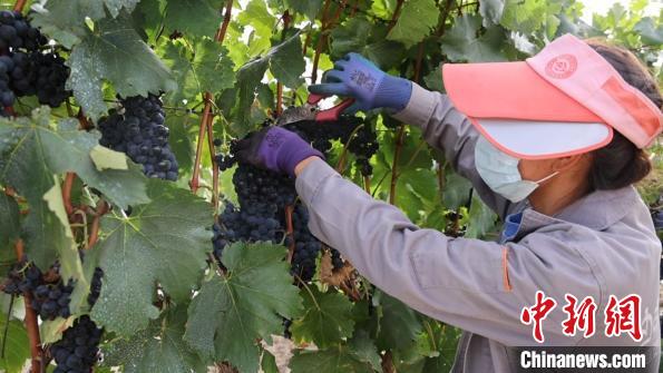 圖為當(dāng)?shù)卮迕癫烧咸??！∩侥仙Ｈ湛h委宣傳部提供