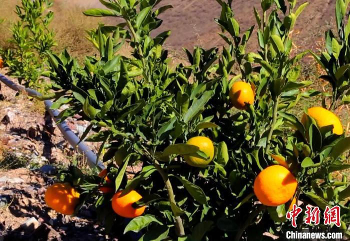 昌都芒康縣依托“兩江流域”干熱河谷地帶地理優(yōu)勢將康巴蜜橘、蘋果、甜石榴、葡萄、蜜桃等經(jīng)濟(jì)林木種植?！〔际忻⒖悼h委宣傳部供圖