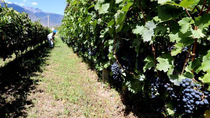 昌都芒康縣依托“兩江流域”干熱河谷地帶地理優(yōu)勢(shì)將康巴蜜橘、蘋果、甜石榴、葡萄、蜜桃等經(jīng)濟(jì)林木種植?！〔际忻⒖悼h委宣傳部供圖