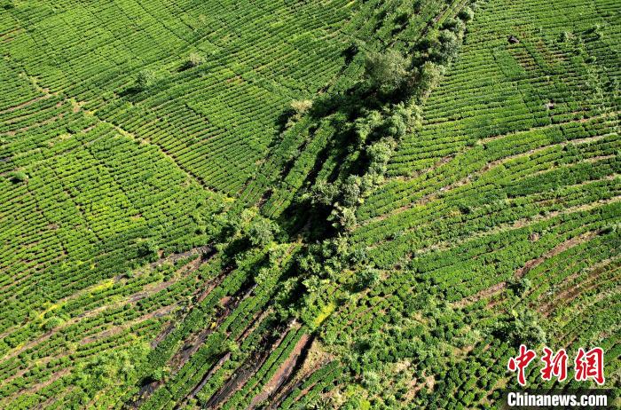 圖為西藏林芝市墨脫縣果果塘大拐彎附近的茶田。(無人機照片) 李林 攝