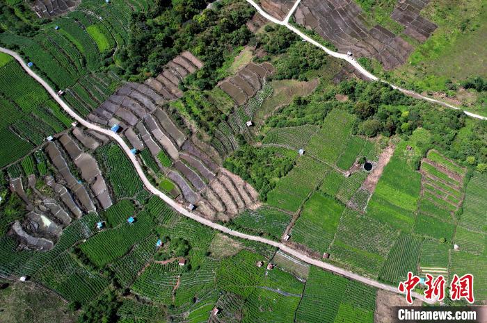 圖為西藏林芝市墨脫縣城附近的茶田。(無人機照片) 李林 攝