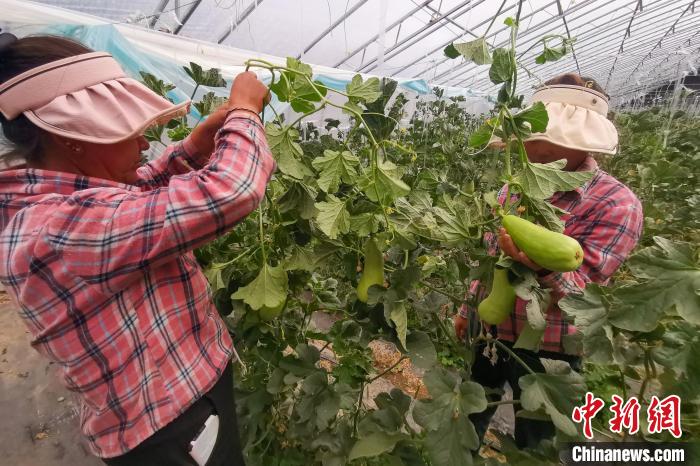 工作人員打理高原溫室大棚?！⒔ㄜ?攝