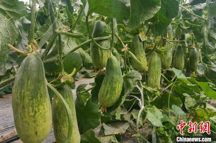 西藏海拔4400多米康馬縣甜瓜、西瓜豐收