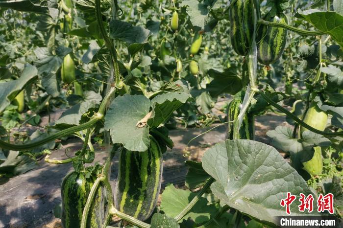 圖為西藏康馬縣大棚內(nèi)的博洋九號(hào)甜瓜。　劉建軍 攝